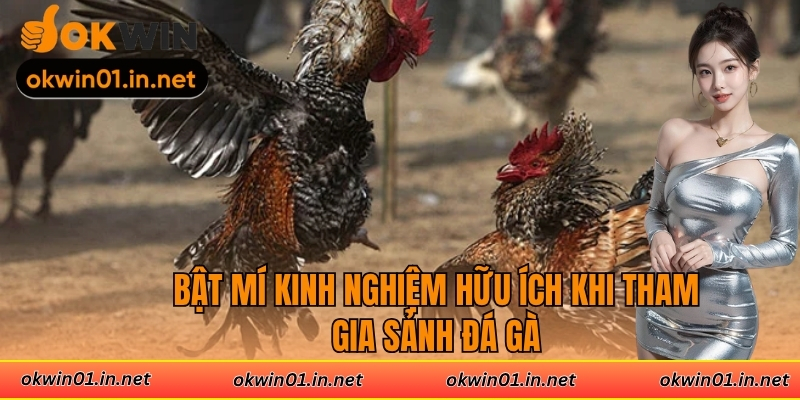 Bật mí kinh nghiệm hữu ích khi tham gia sảnh đá gà