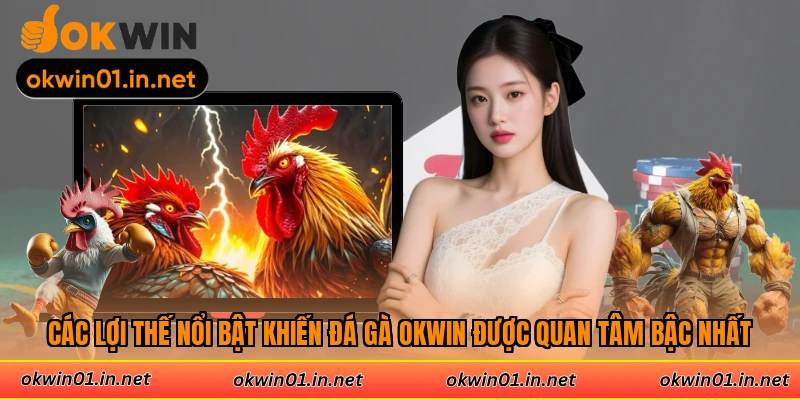 Các lợi thế nổi bật khiến đá gà Okwin được quan tâm bậc nhất